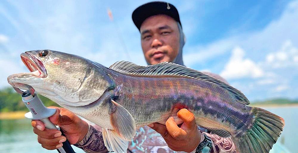 Four giant snakehead (toman) caught by anglers — maybe the numbers hide in their scales